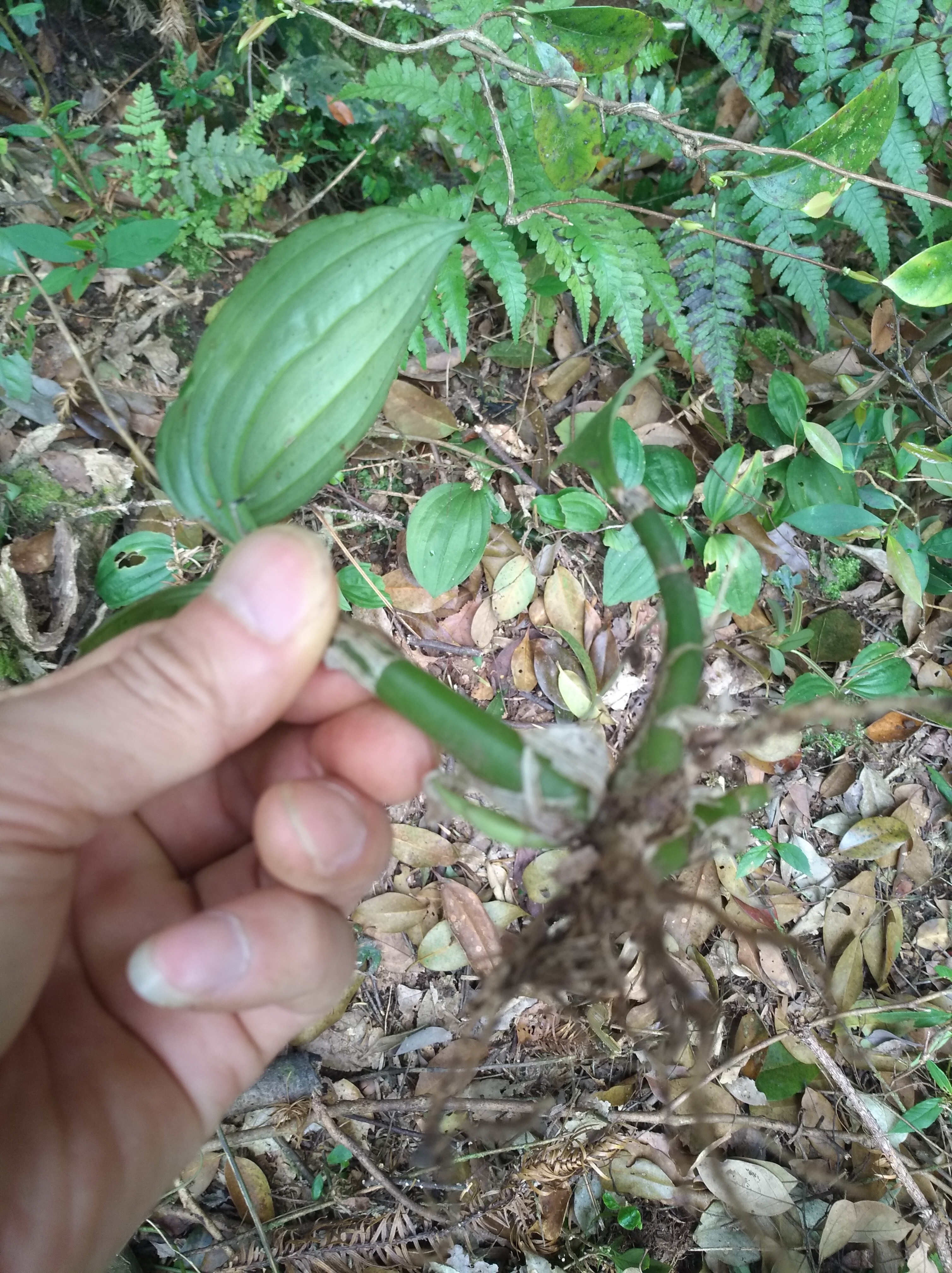 见血清草药图片