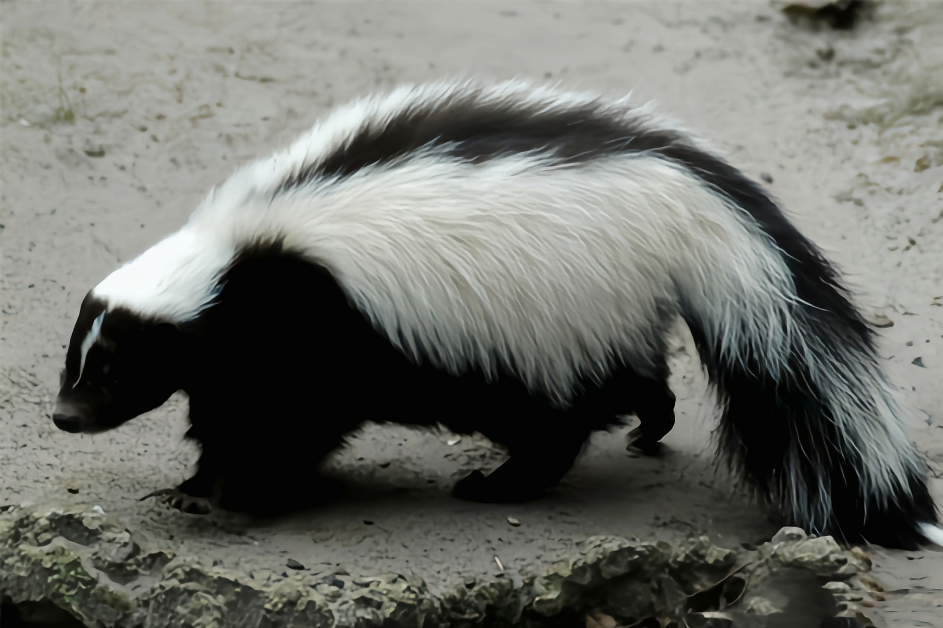 每天认识一种动物——条纹臭鼬 条纹臭鼬是世界上最臭的动物,用奇臭的