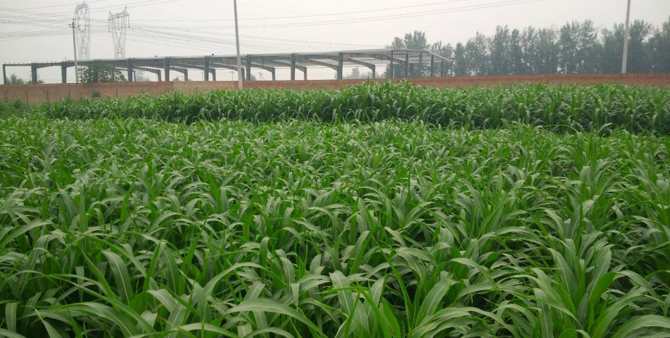 法国冬青树最佳种植时间