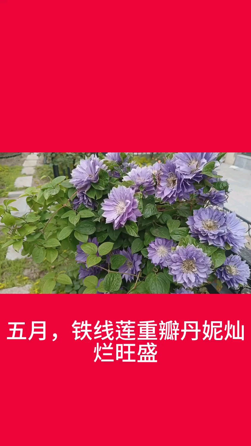 五月,铁线莲重瓣丹妮灿烂旺盛