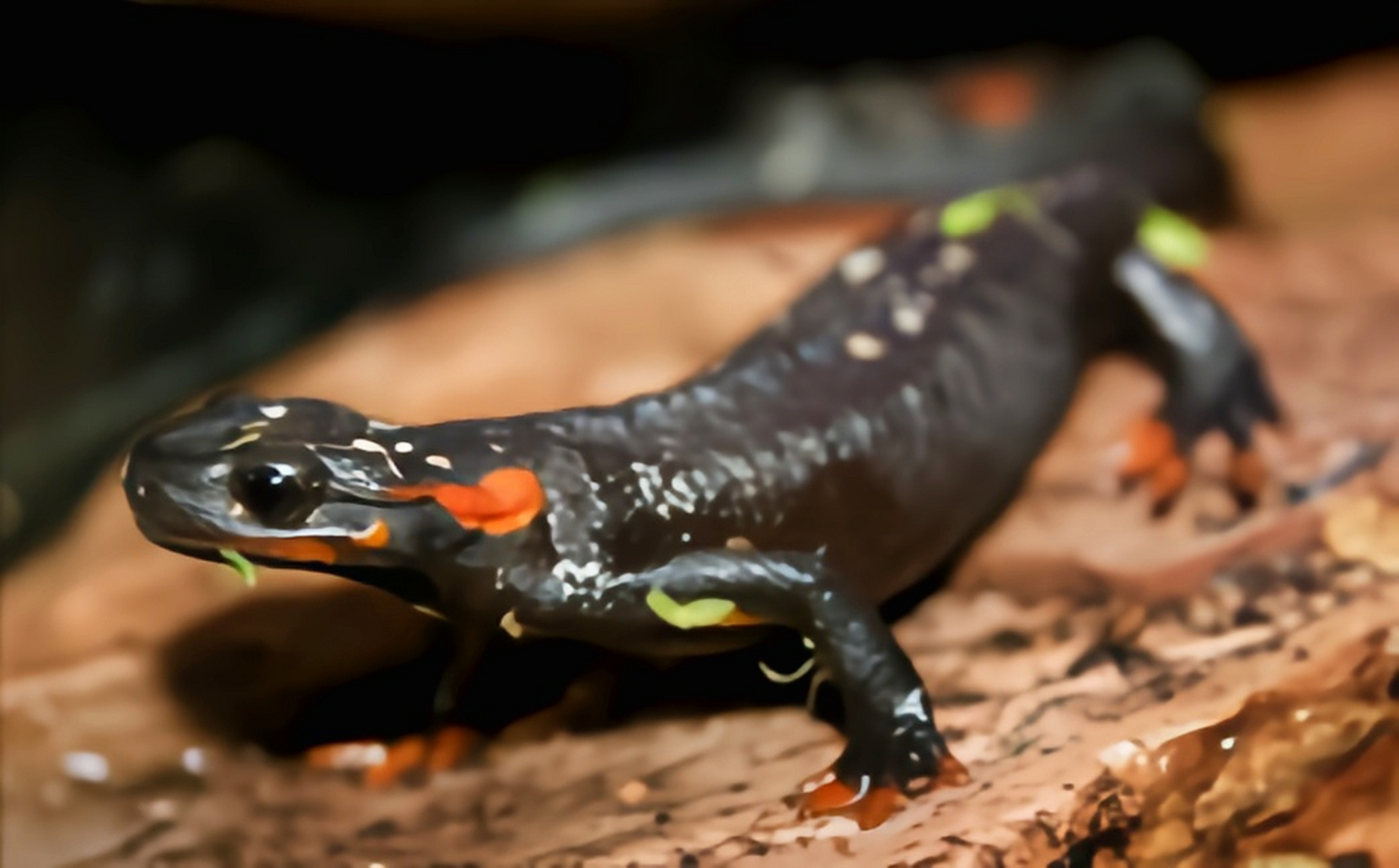 每天认识一种动物——大凉疣螈 大凉疣螈是我国特有物种,仅生活在四川