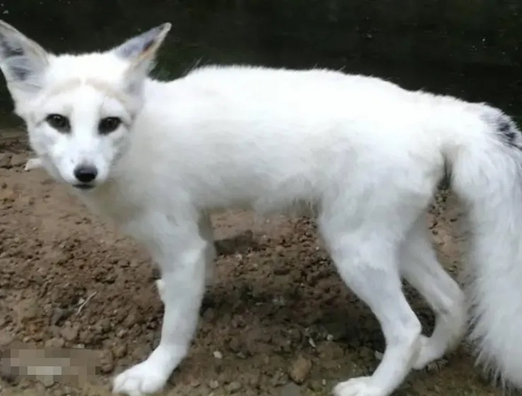 2007年,四川一男子干农活时,救下了一只受伤白狐,伤口痊愈之后就放回