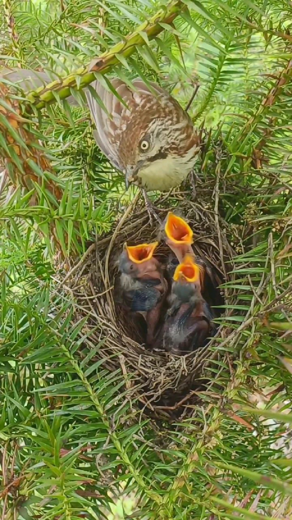 这些小家伙太馋了吧,鸟妈妈一回来就嗷嗷待哺