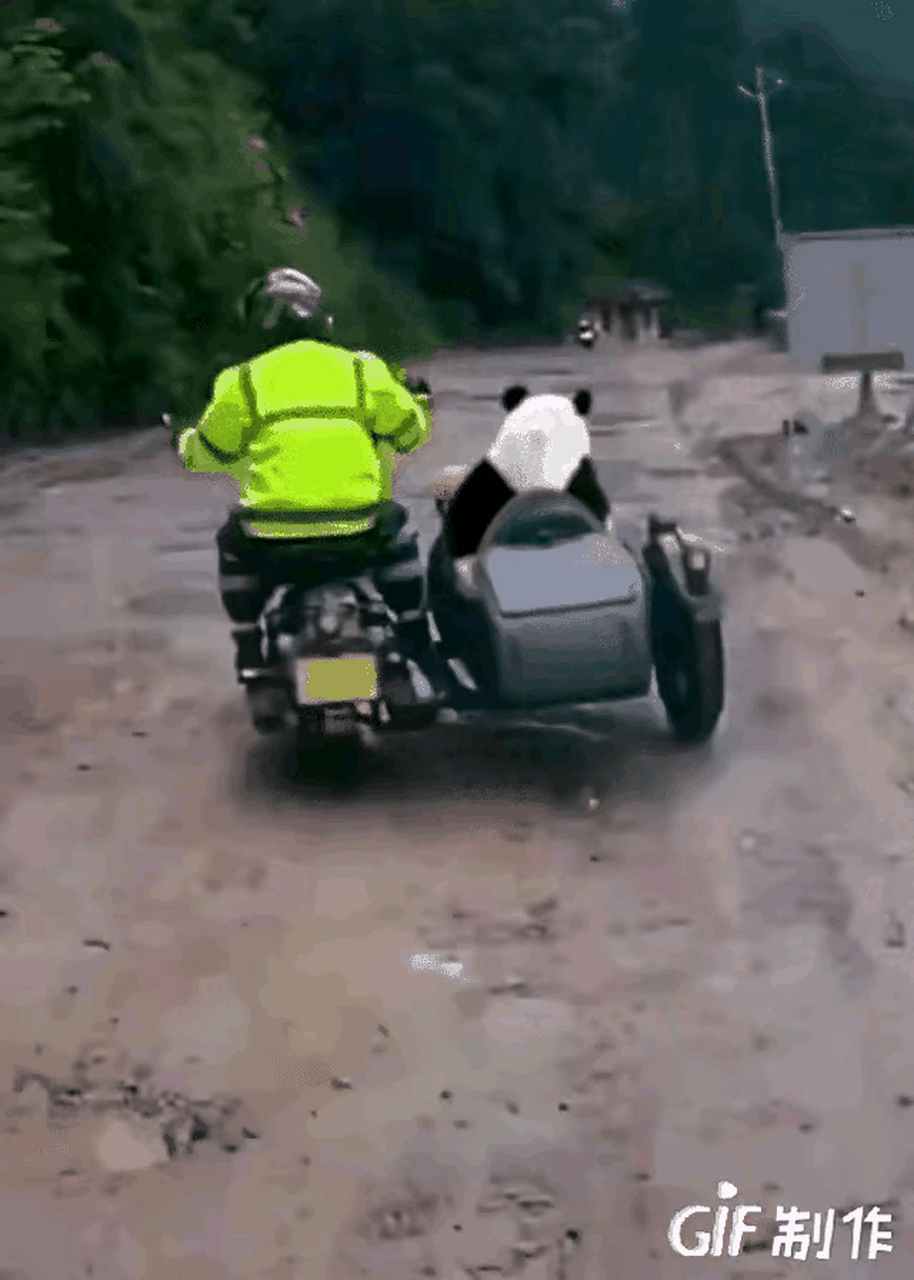 经了解,这是一只真熊猫,三轮车上坐的正是大熊猫高高,怀里还抱着个