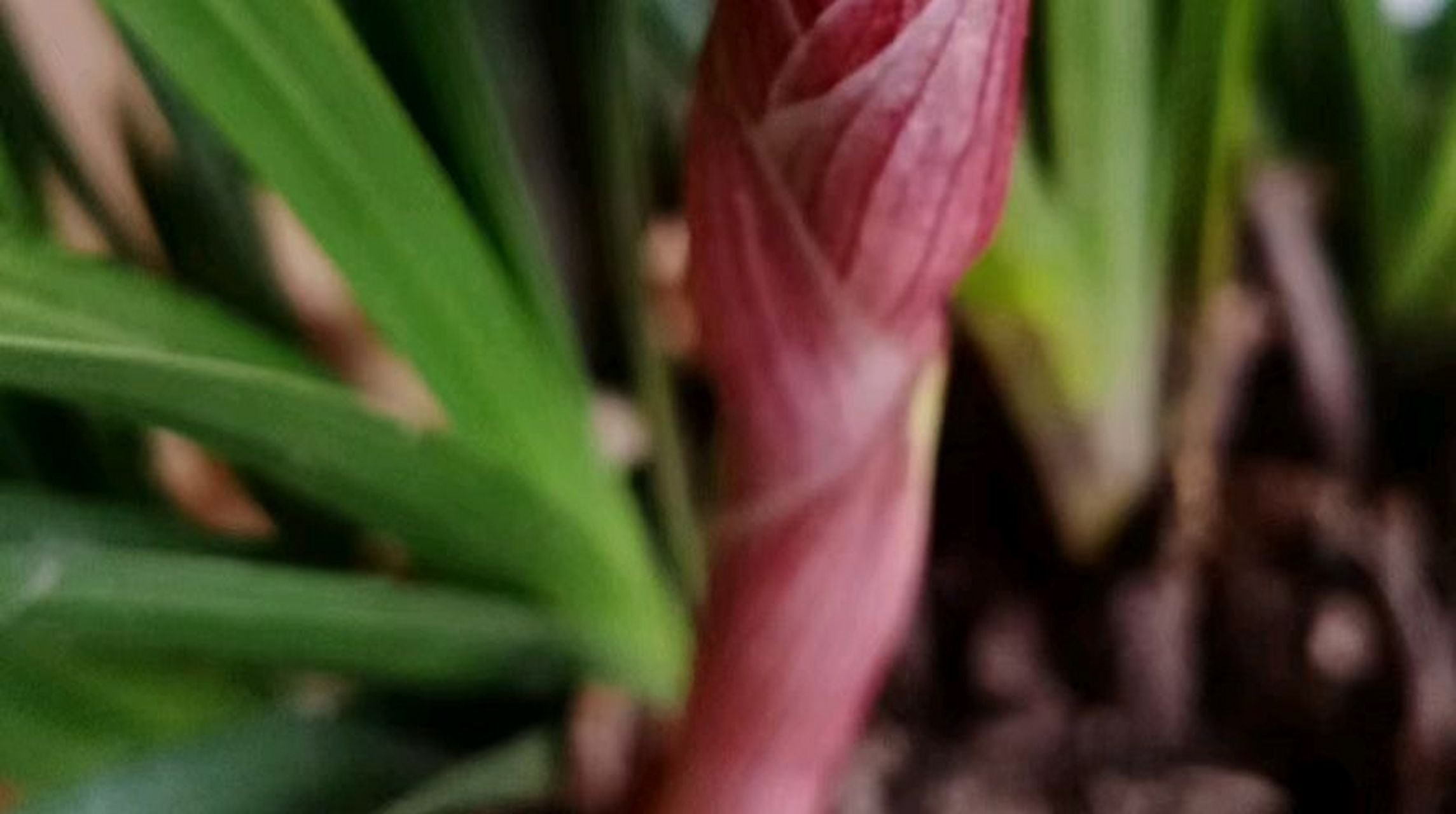 蕙兰漂亮红花苞欣赏, 红粉佳人,非常漂亮