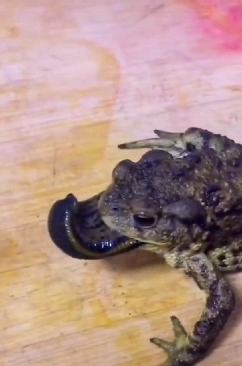 这蛤蟆不愧是"五毒"之一,真是啥玩意儿都敢吃呀!