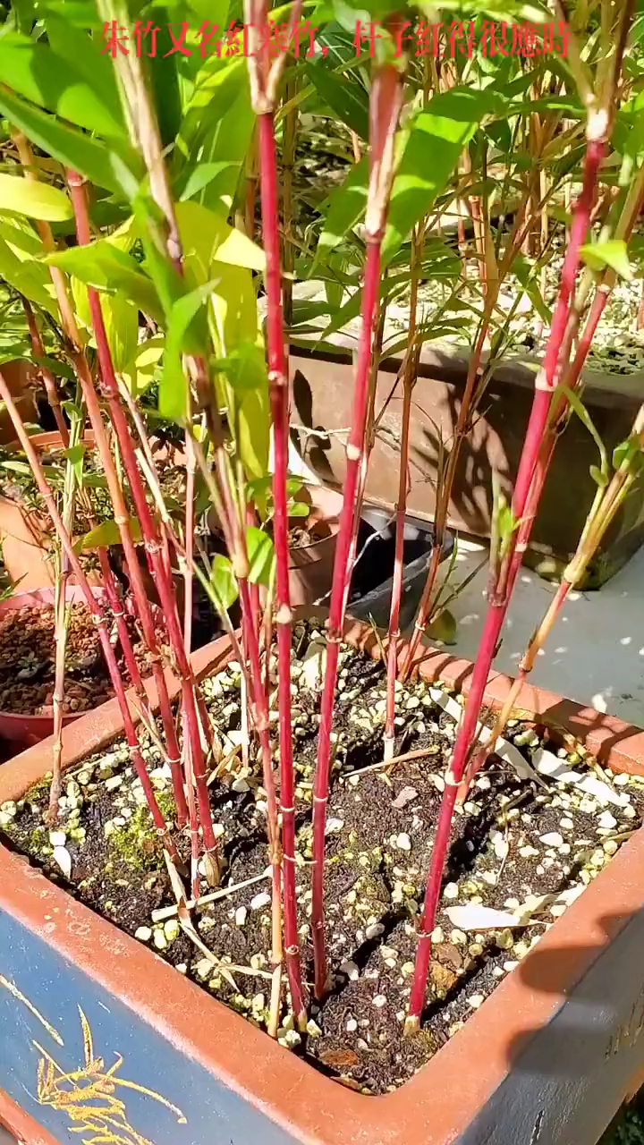 这样漂亮的红寒竹,你们看了会心动吗