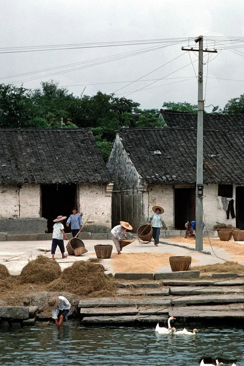 老照片|晒谷子 儿时的情景,1981年,浙江农户稻谷丰收回家凉晒 你有