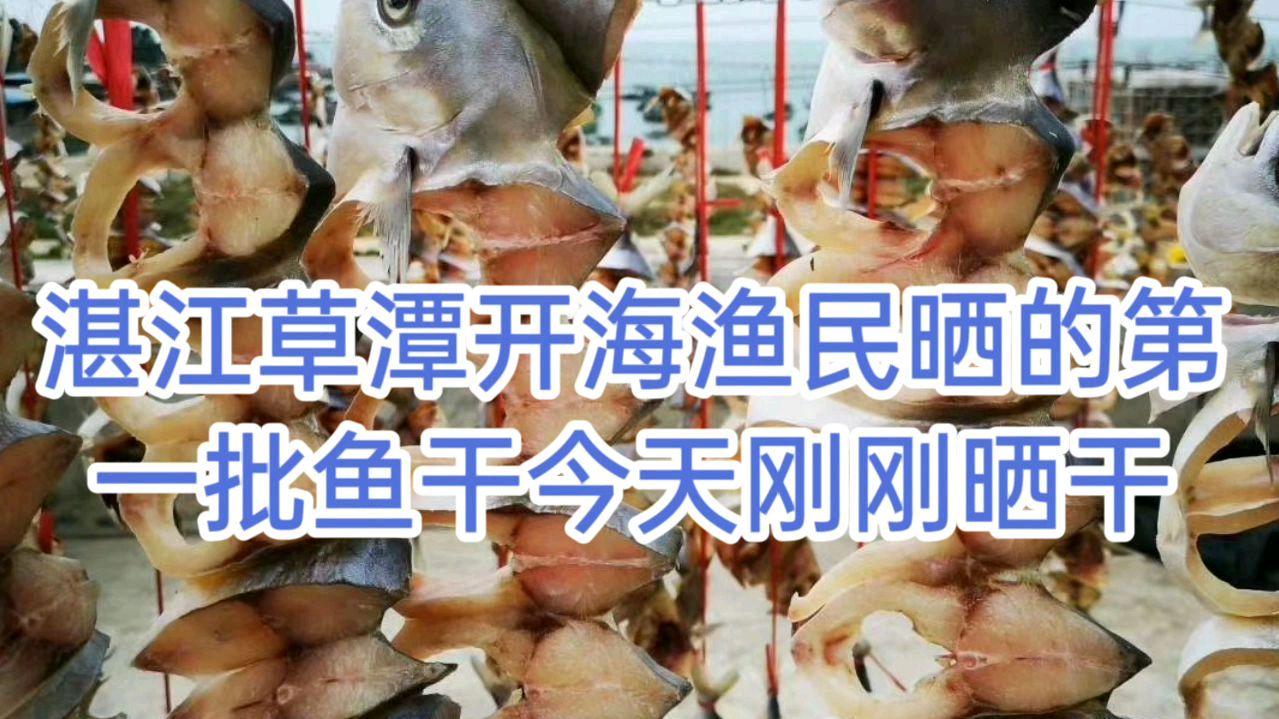 湛江草潭开海渔民晒的金枪鱼干今天晒干条条新鲜漂亮