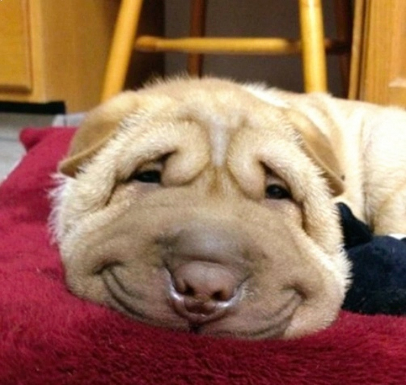 这狗狗的表情太逗了,浅浅一笑:-d#趣图搞笑