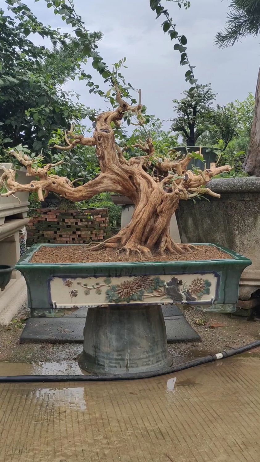 超级矮霸九里香,桩型是极品,潜力无限-度小视