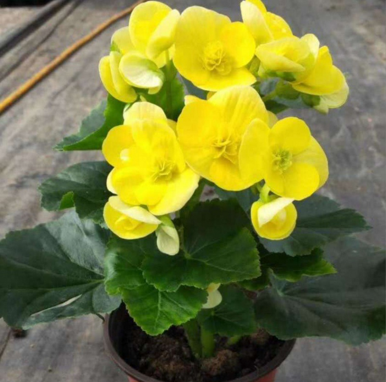 夫妻海棠花具有观赏和丰富文化内涵,可通过扦插进行繁殖.