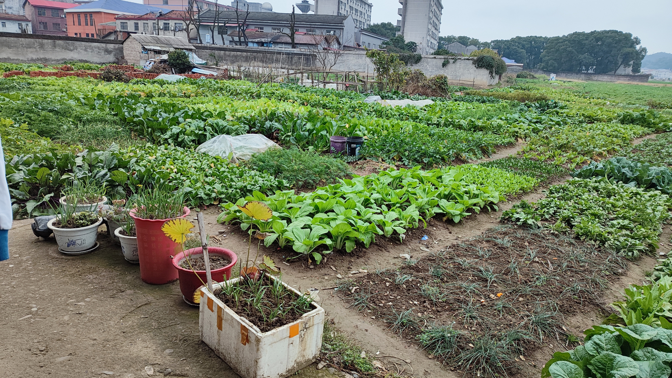 绿色菜园宣传语图片