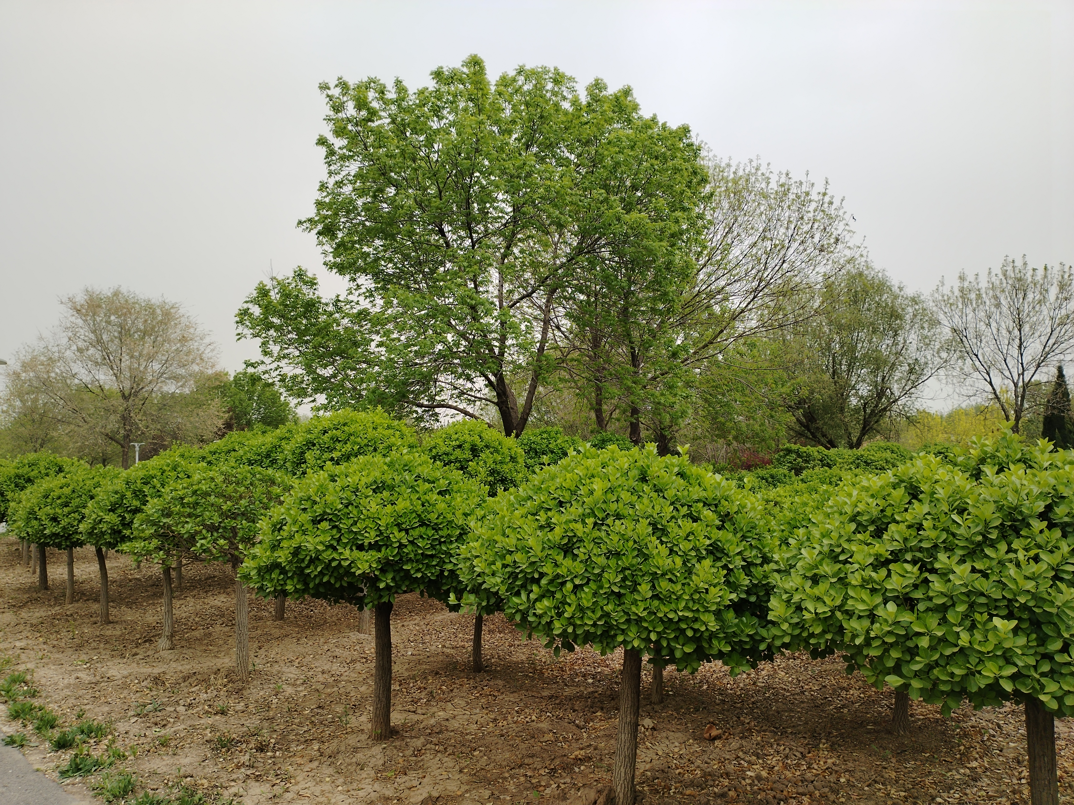 无棣清波烟雨植物园