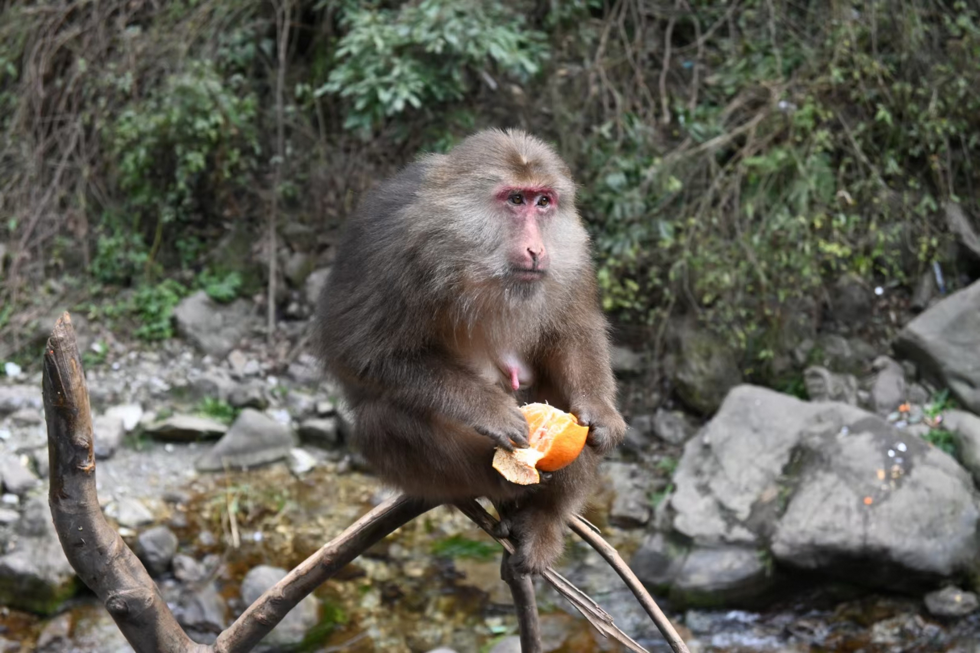 四川峨眉山的猴子92 ,顽皮可爱.