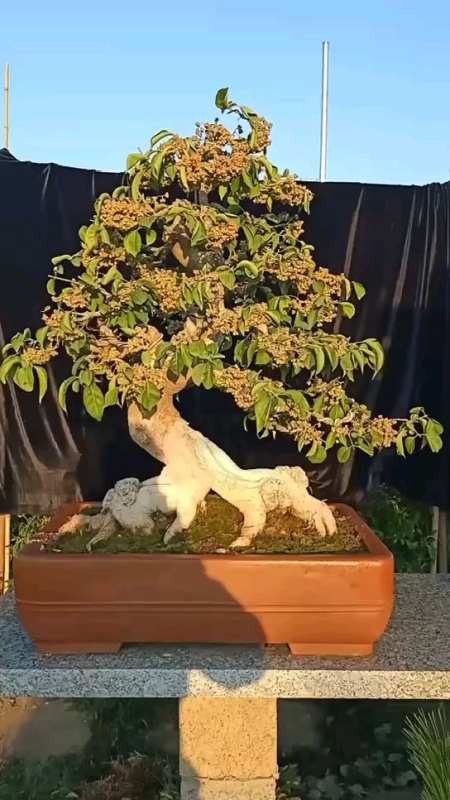 这颗百年卫矛老桩,如果落叶,果子变红,您能想象的到它的美嘛!-度小视