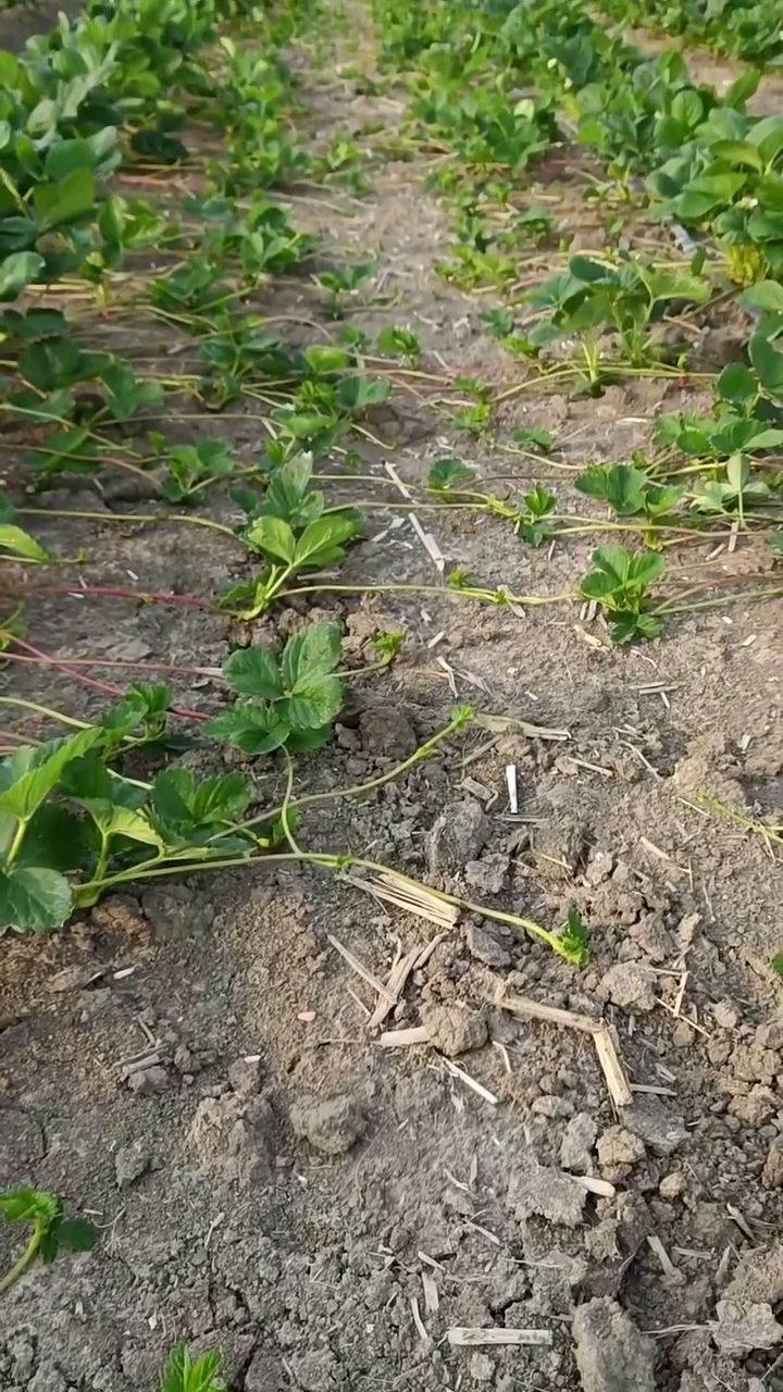 天仙醉草莓匍匐茎多子苗健壮