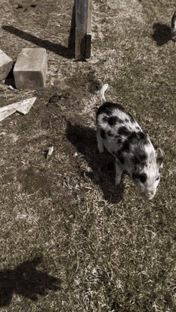 小猪:闪现撞墙谁不懵逼[三哈]#日常搞笑#  676767