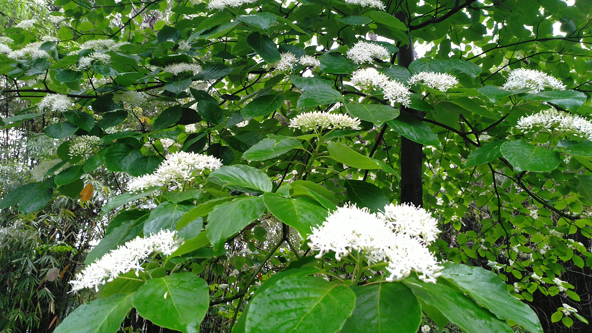 繁花灯台树,分枝似灯台