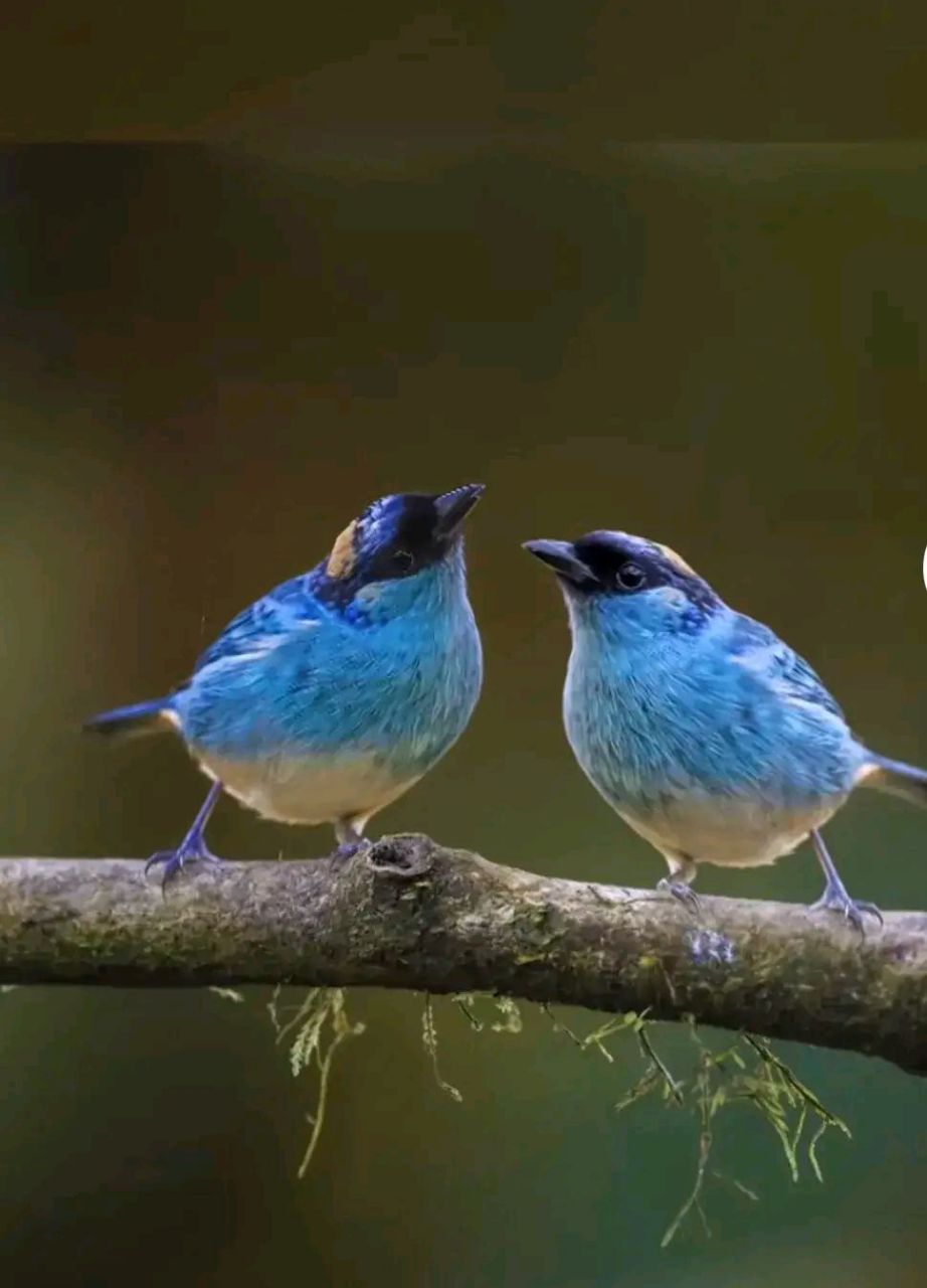 蓝色好看的小鸟#摄影# #中国美景大赏