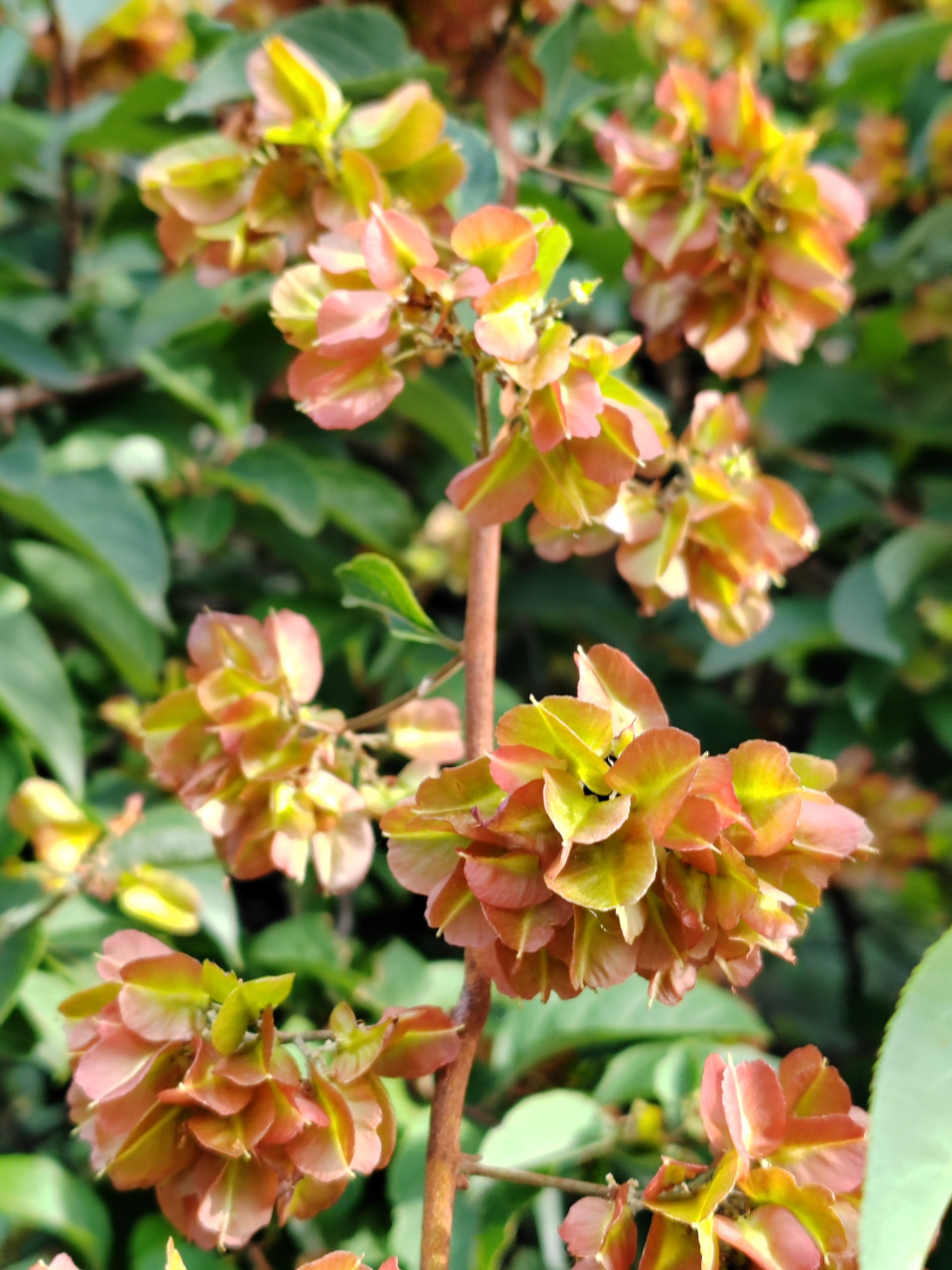 花开成簇的雷公藤也很美,大自然写真摄影图片