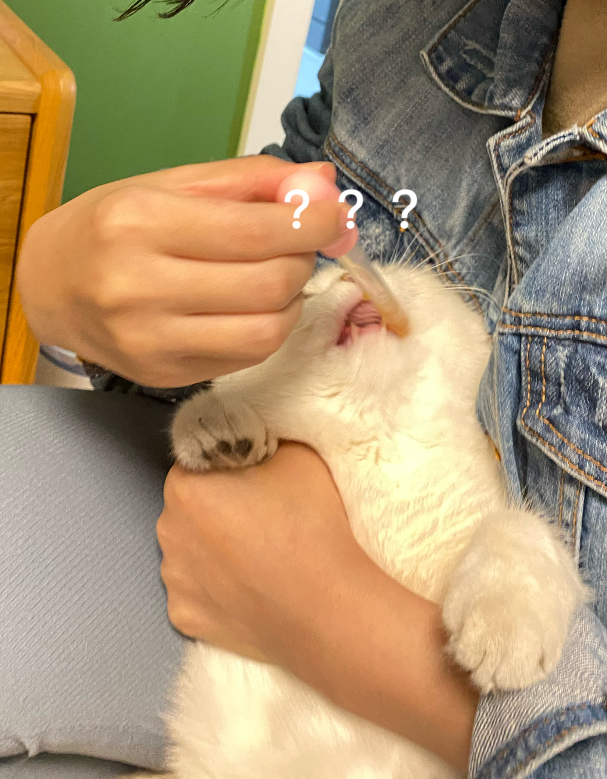 养猫好物安利之猫咪液体益生菌