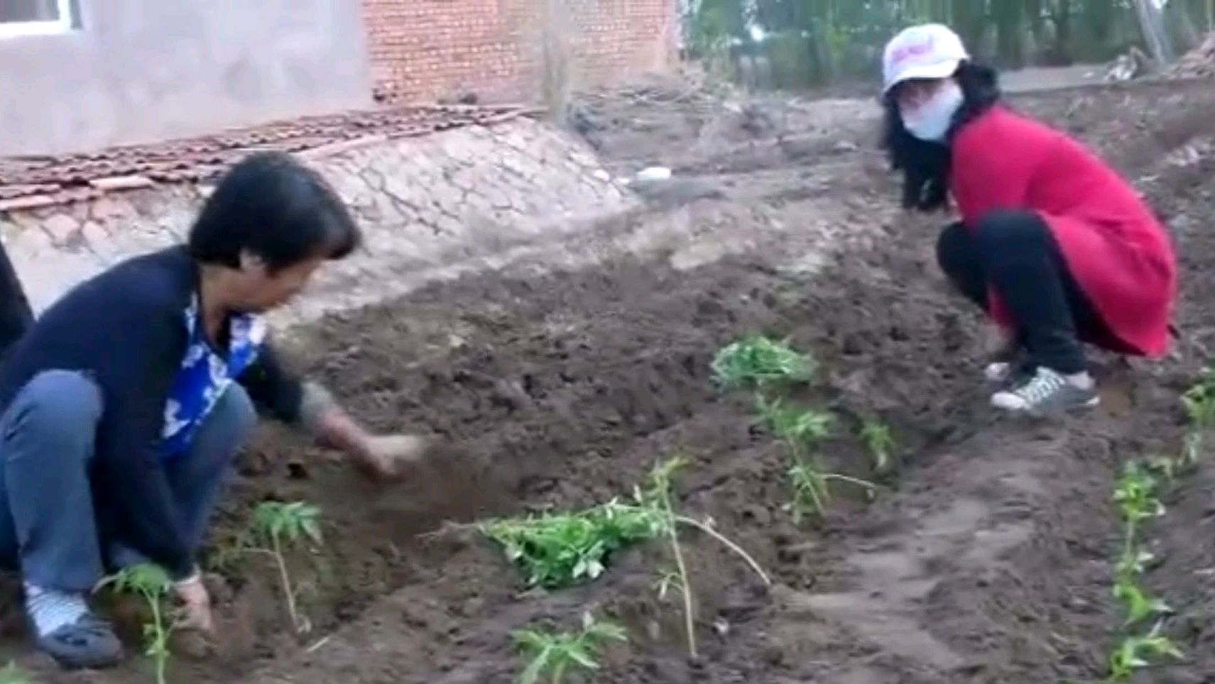 茄子辣椒西红柿苗移栽上,菜园一下子生机盎然了,都种了什么菜