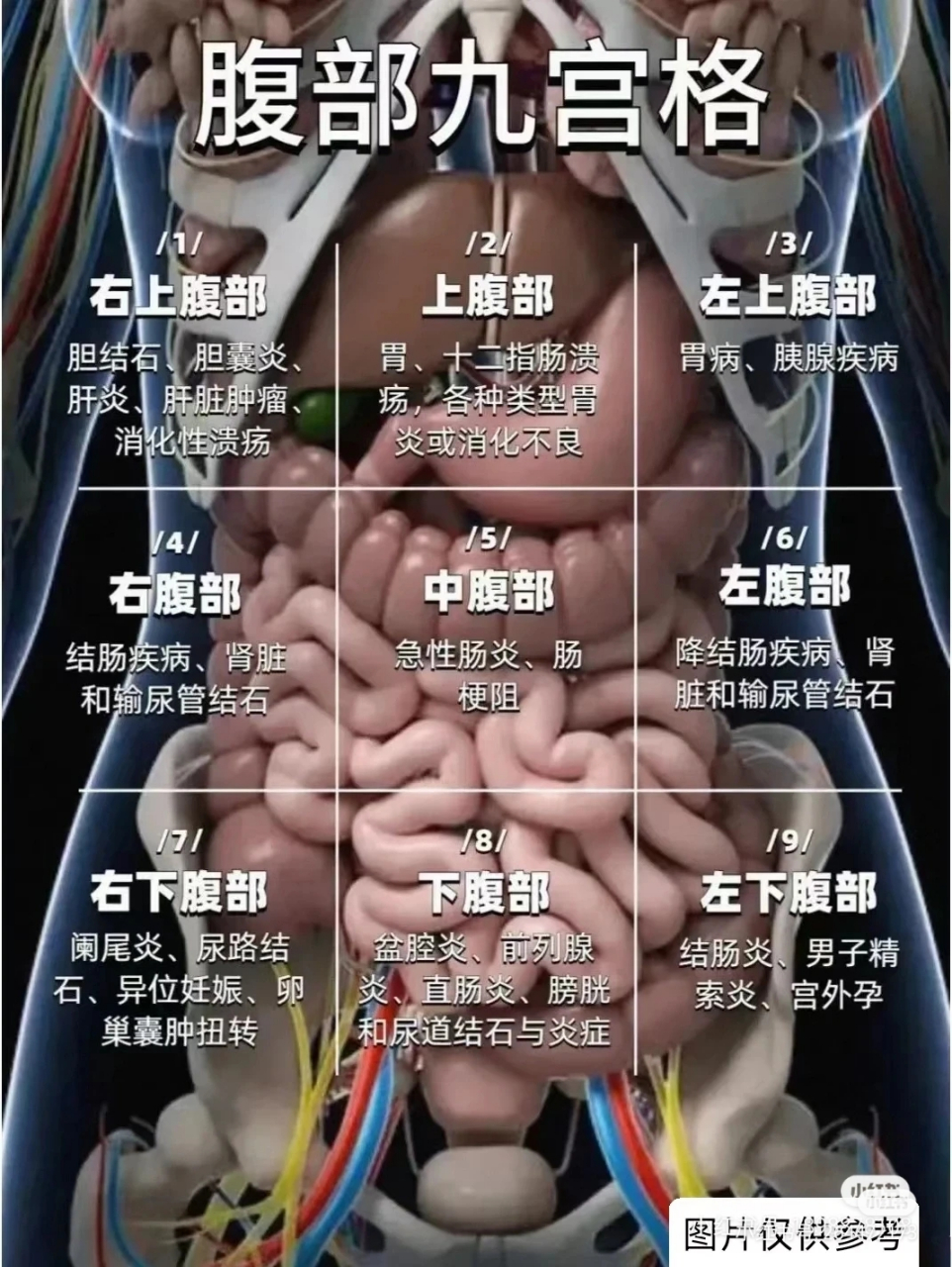 一图看懂肚子痛,可以自查一下到底是哪里的毛病引起的疼痛!