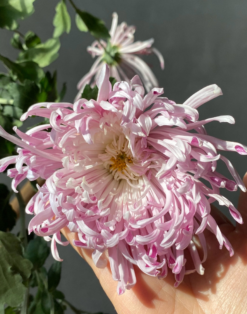 另一盆灰鹤展翅. #菊花