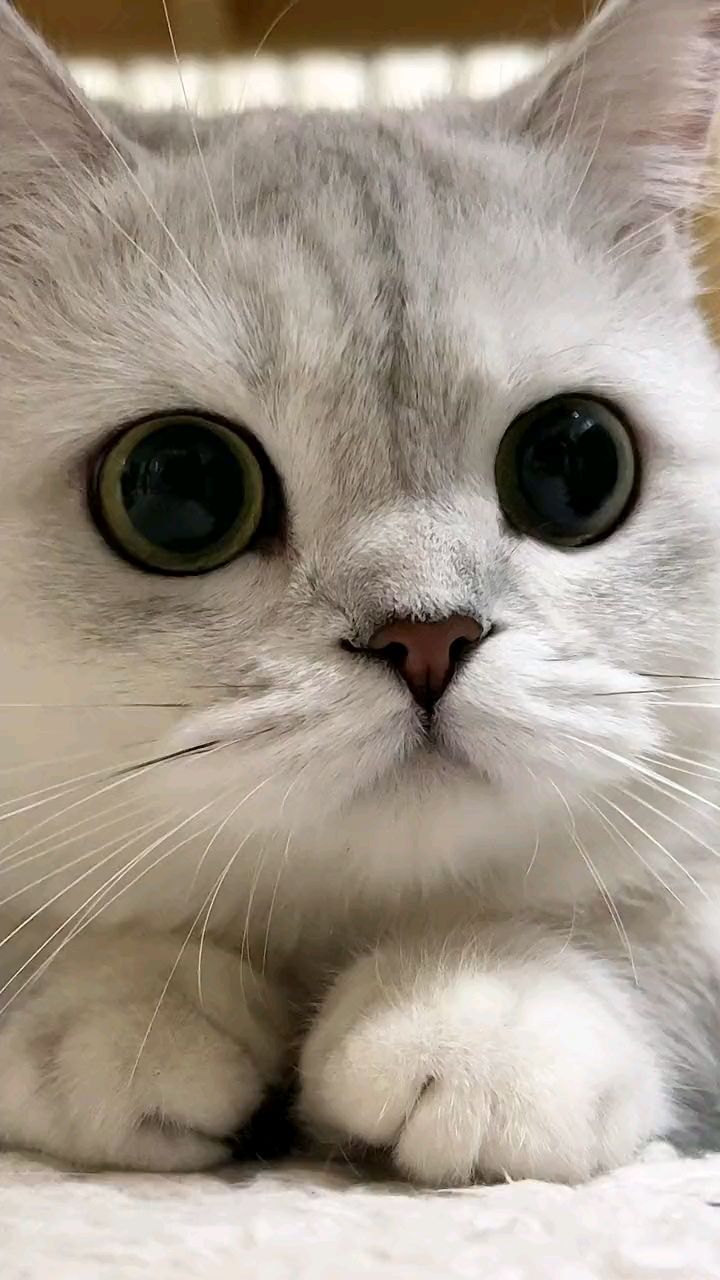 这大眼睛 太可爱了