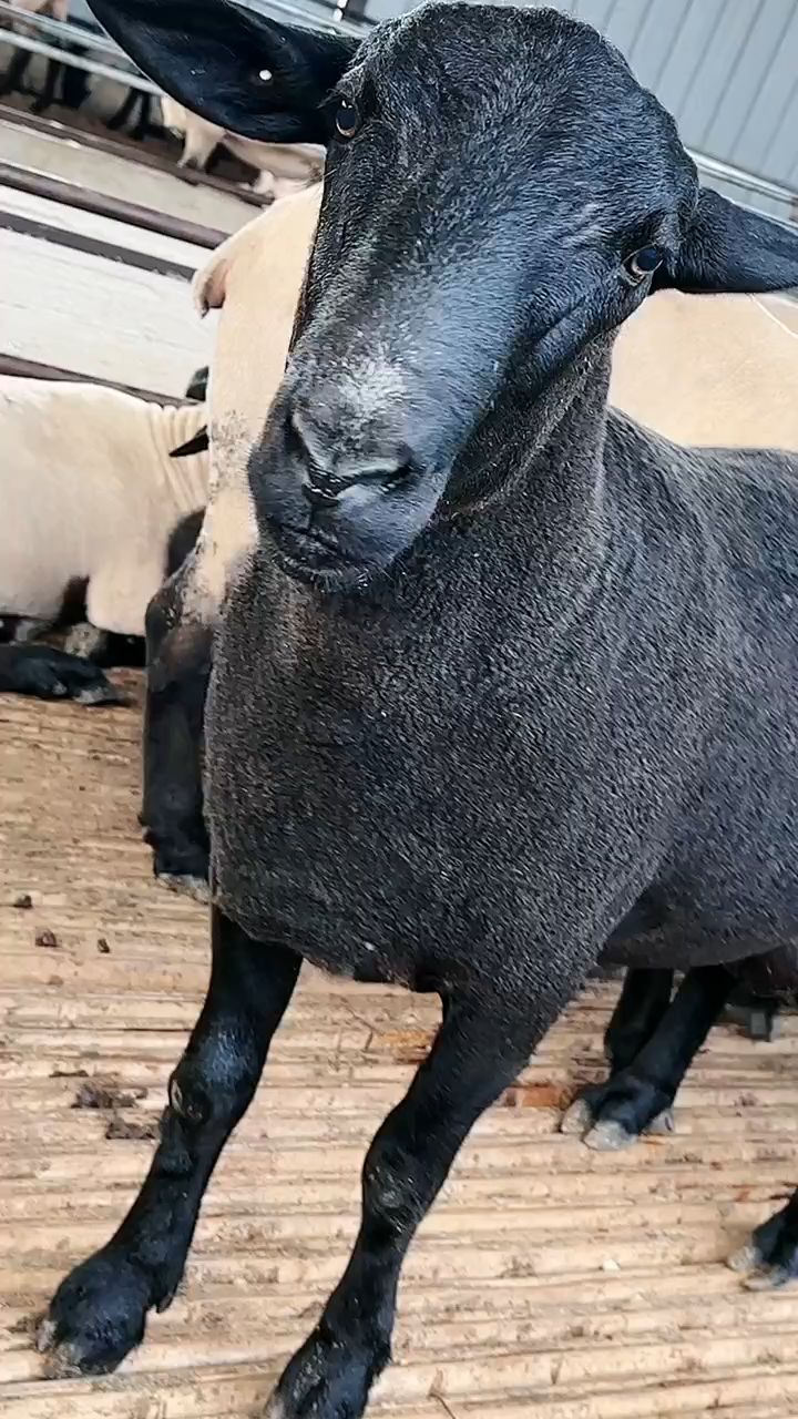 带大家来看看黑珍珠乌骨羊是这样的哦