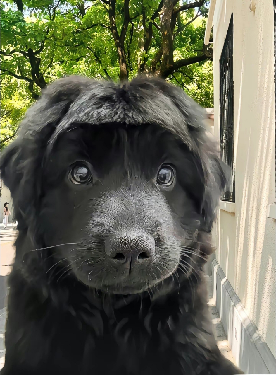 眉清目秀,齐刘海儿小狗.