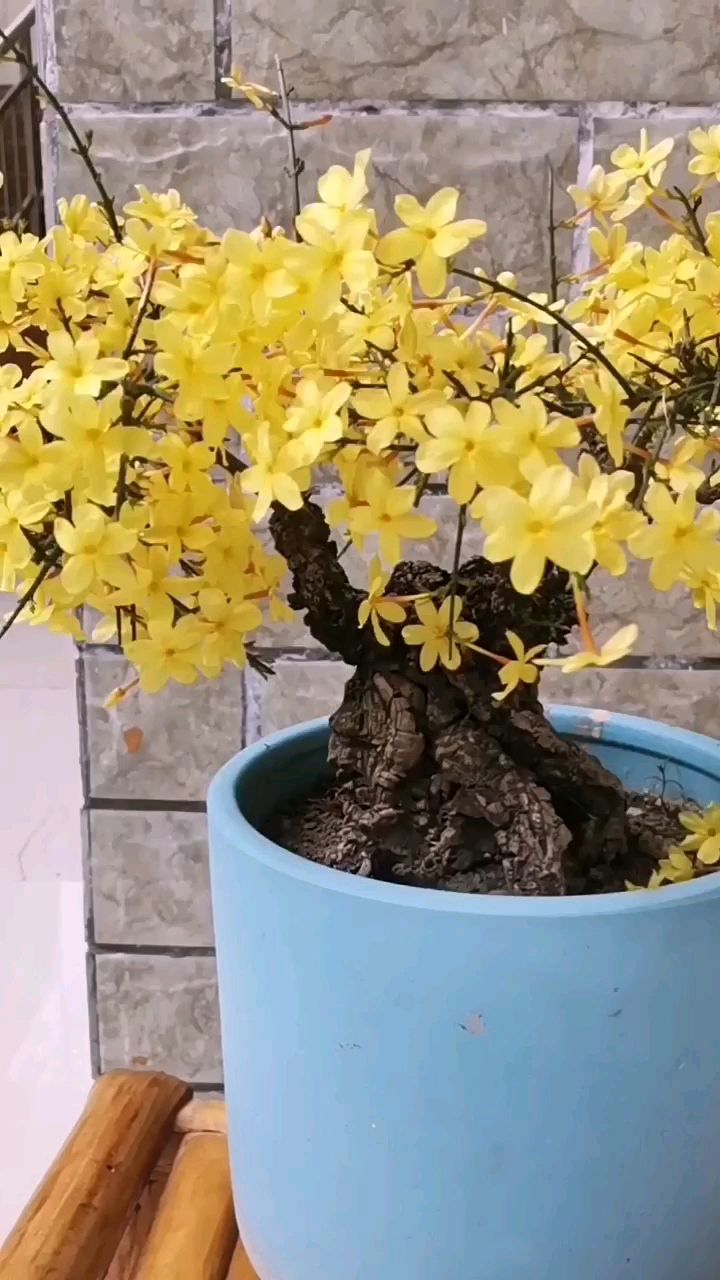 甘小迎春花开花了