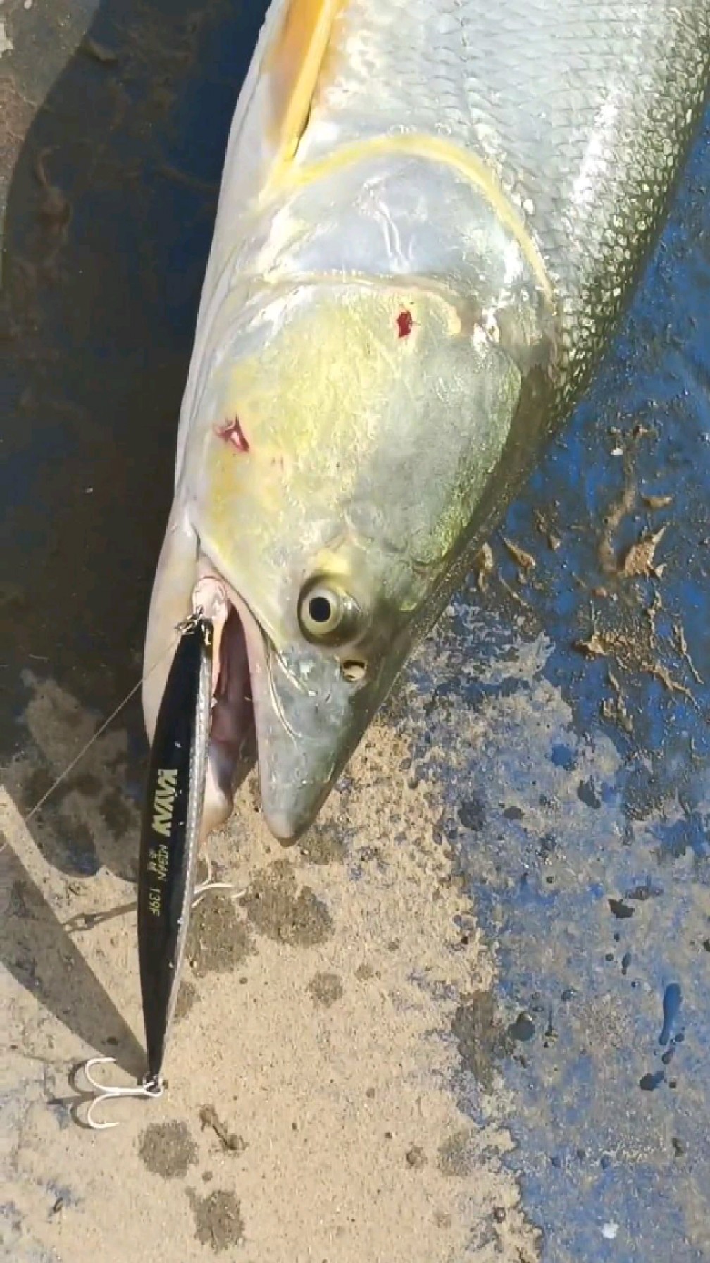 鳡鱼这玩意儿是太阳越大给口越猛呀