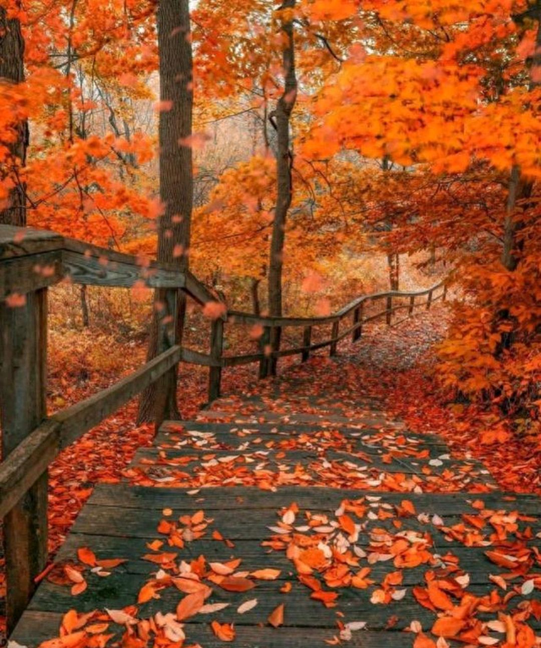 秋景大赏:为什么我们都喜欢拍摄秋天?