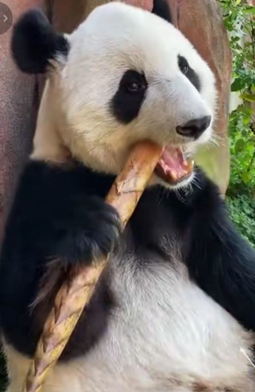 熊猫吃竹笋吃的也太香了.网友:只有熊猫吧唧嘴不招人烦