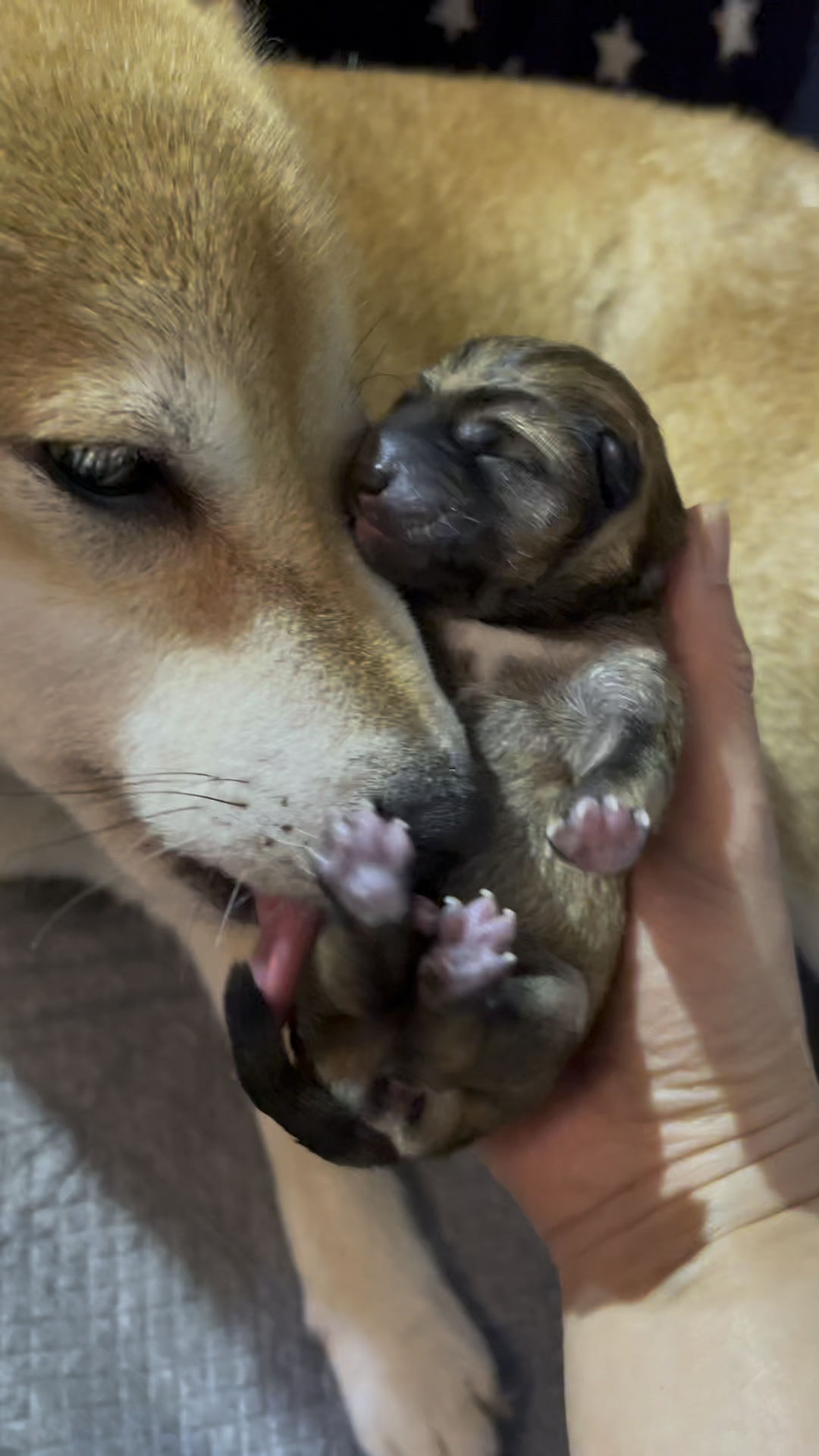 柴犬宝宝从出生到十天的记录,怎么会这么可爱