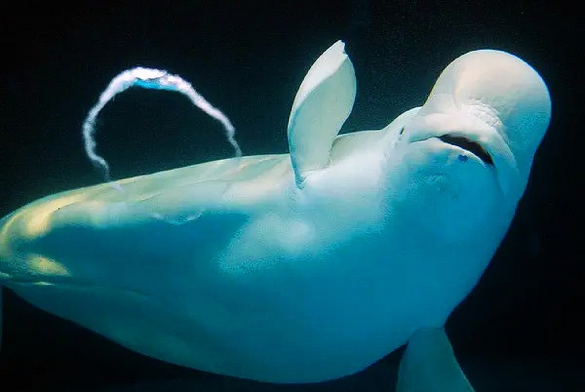 爱吐泡泡的小白鲸,太可爱了,萌化了#动物趣图