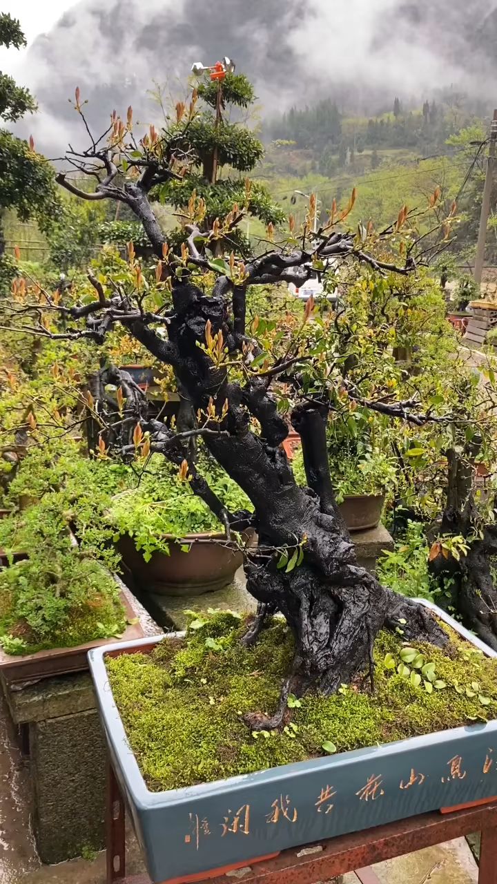 满树花苞的金弹子,不久结果中意的朋友不要错过.