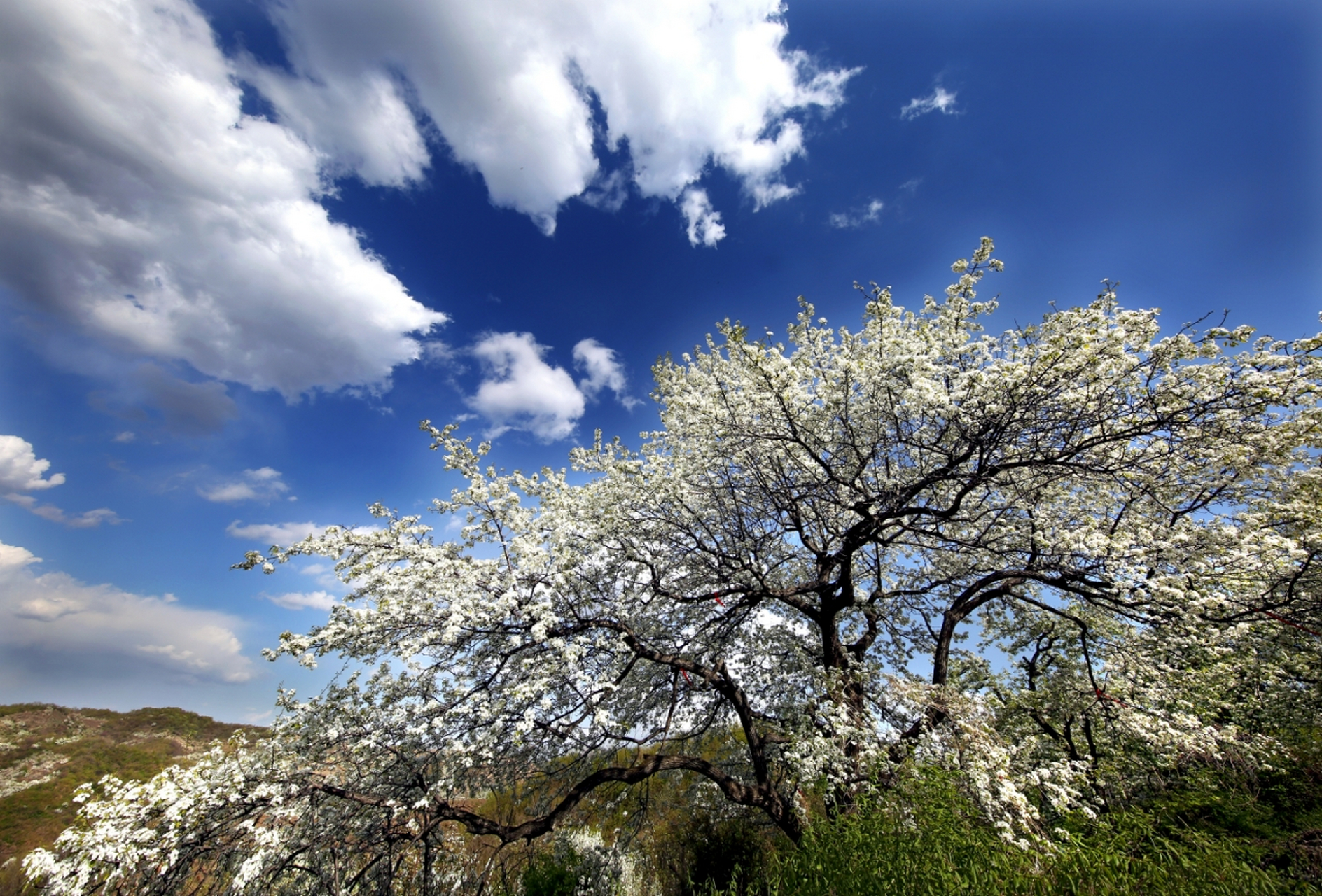 网红打卡地辽宁杠杠滴# 【石文梨花谷】#美好辽宁欢迎您##振兴新突破