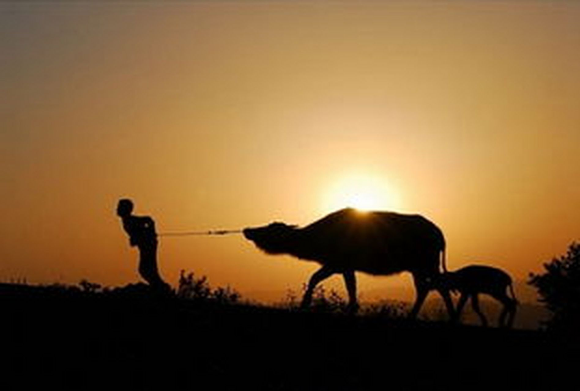 回忆儿时,小时候的你放牛是哪一种状态呢?