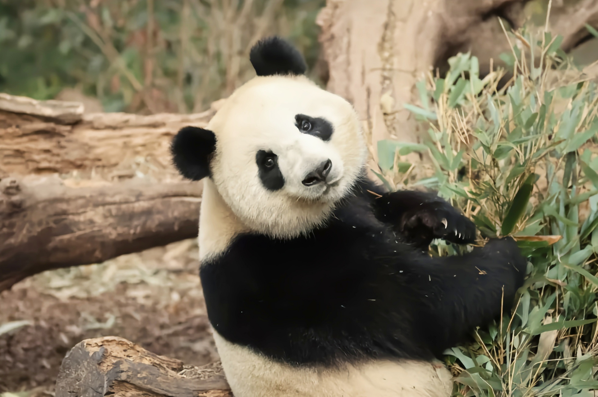 秋日生活创作季# 世界上唯一一只不属于中国的大熊猫——欣欣 中故乔