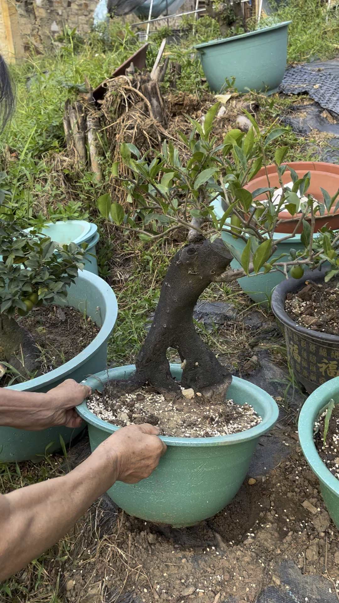 金弹子美人指老桩