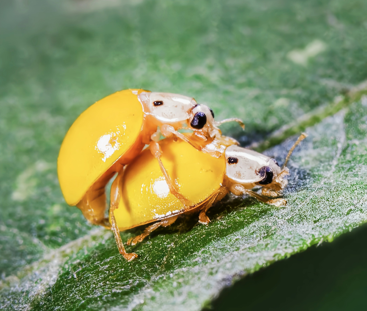 每天认识一种昆虫——黄瓢虫 黄瓢虫别名黄白瓢虫