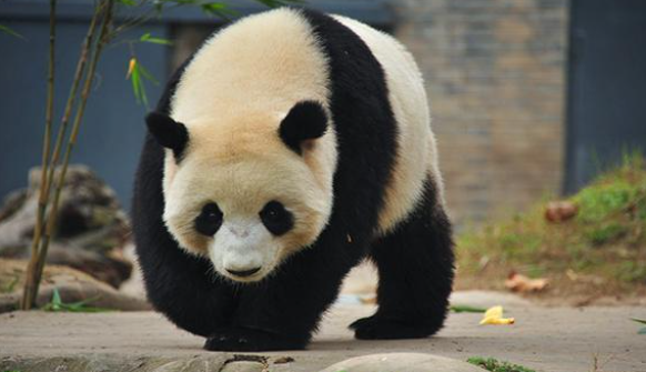 网红国宝惨遭"退货",马来西亚含泪:养不起!其他国家:没出息