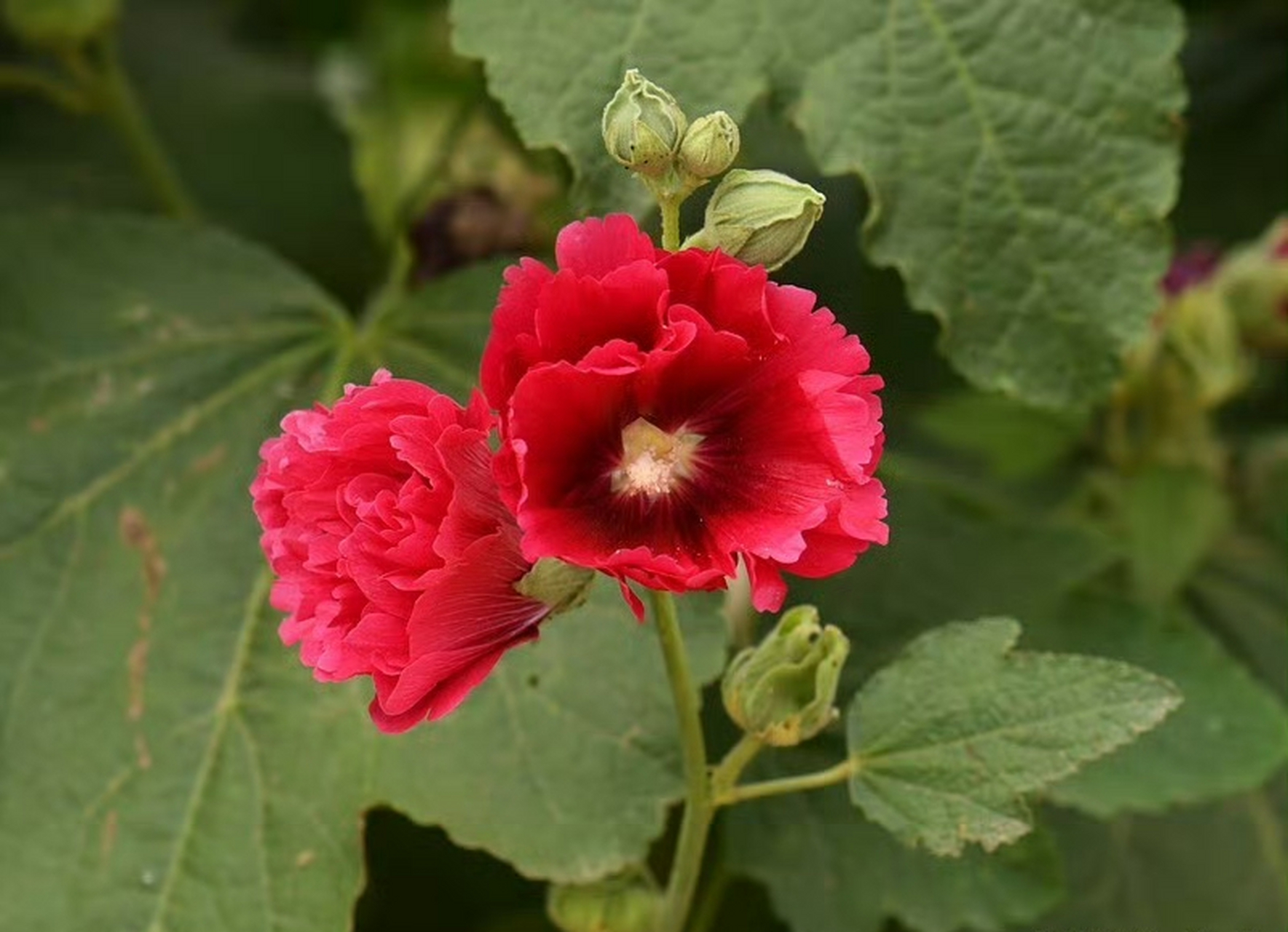 蜀葵(alcea rosea),锦葵科蜀葵属.摄于山东烟台.