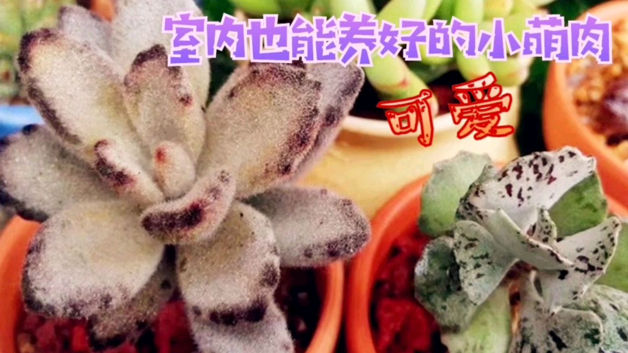 光照不足能养多肉吗?5种耐阴小萌肉,“室内党”也可以养出状态