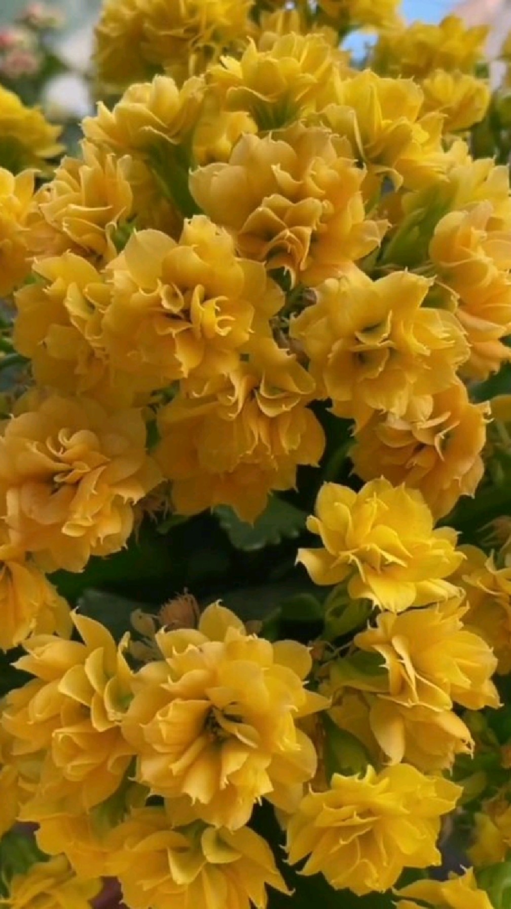 长寿花金色海岸果然花如其名呵呵喜欢的看过来