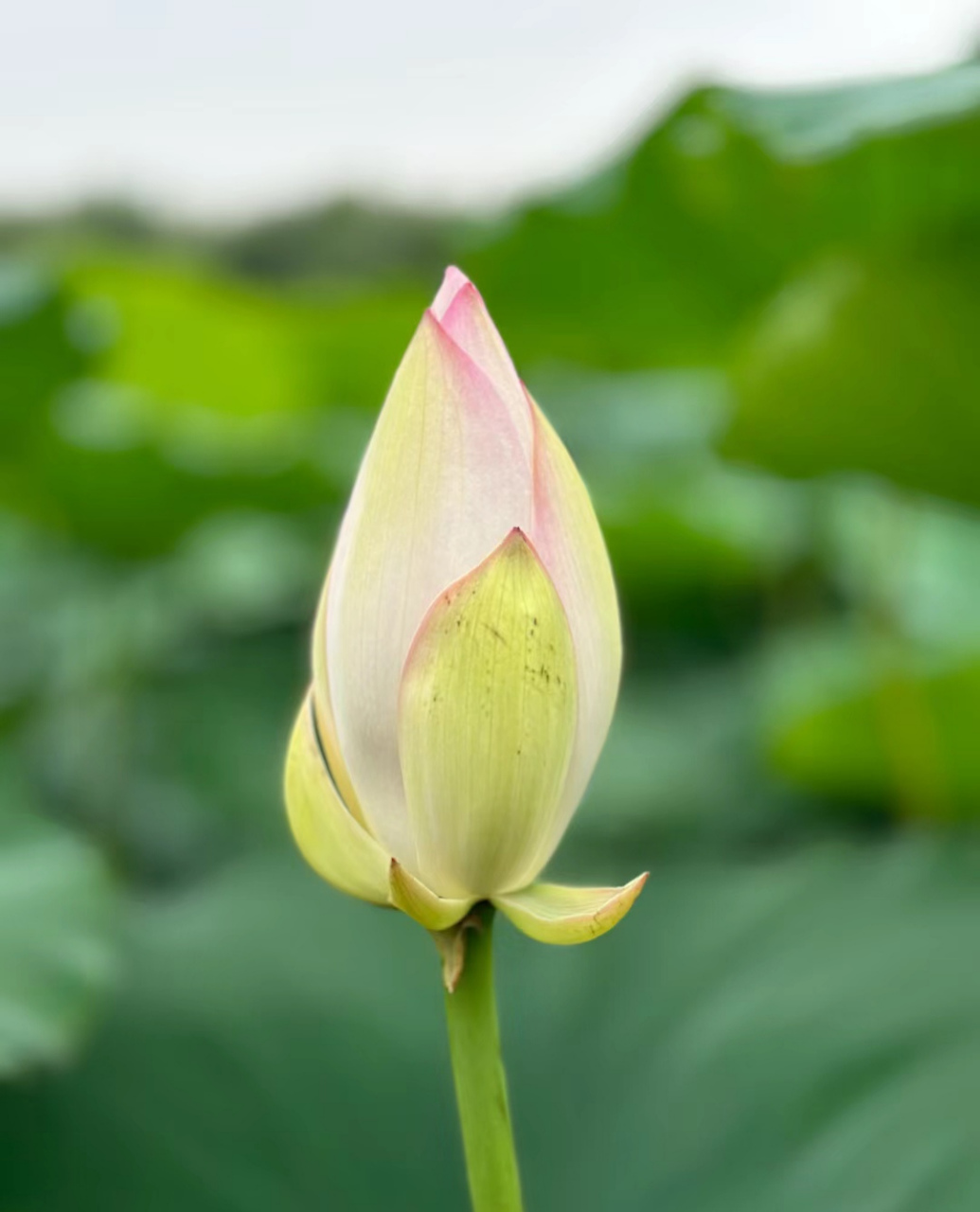 夏天的代表荷花最美