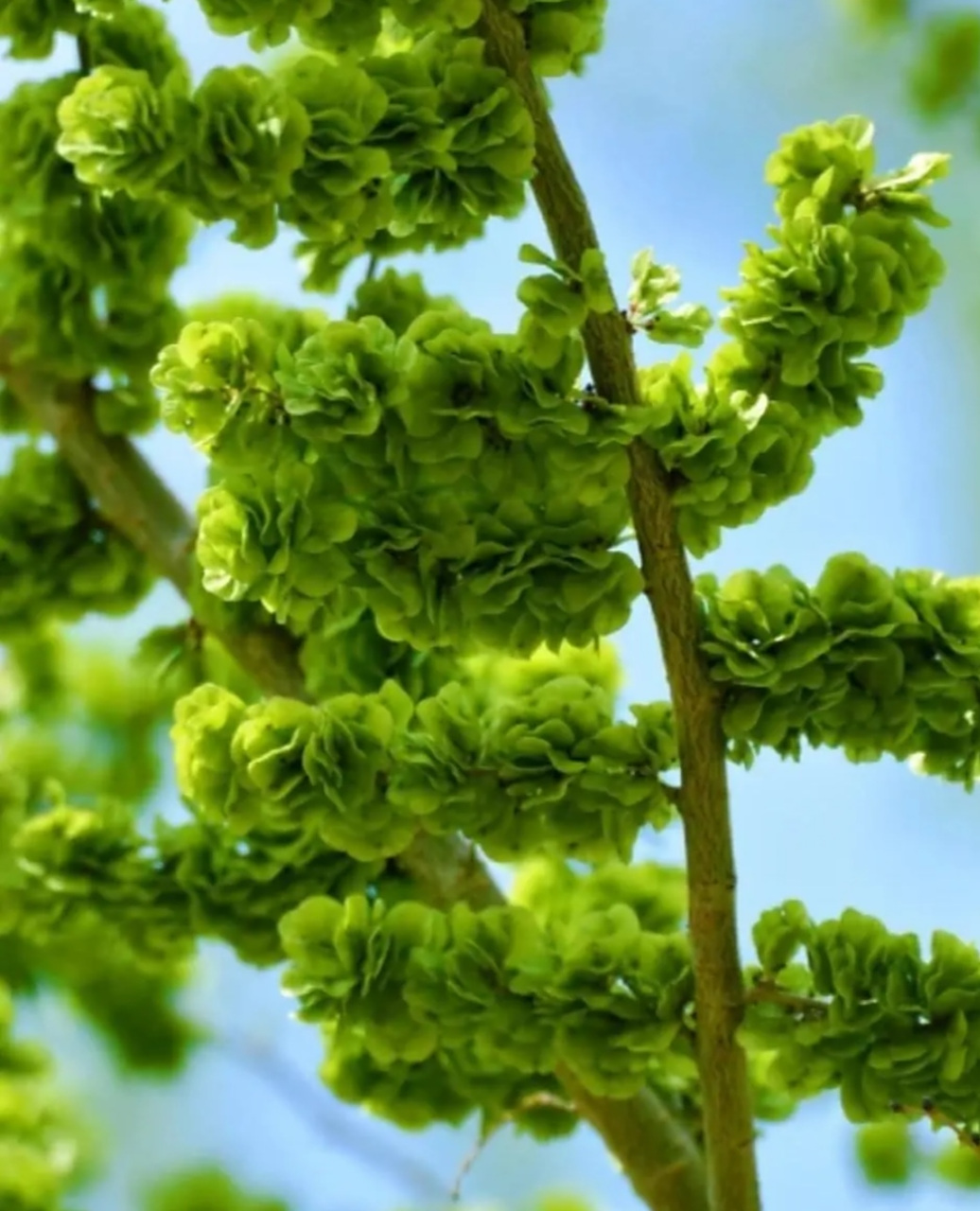 春天的榆钱树,现在很少有人吃了吧?